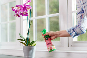 Miracle-Gro FBA_100195 Plant Food Mist (Orchid Fertilizer) 8 oz, Single, Multicolor
